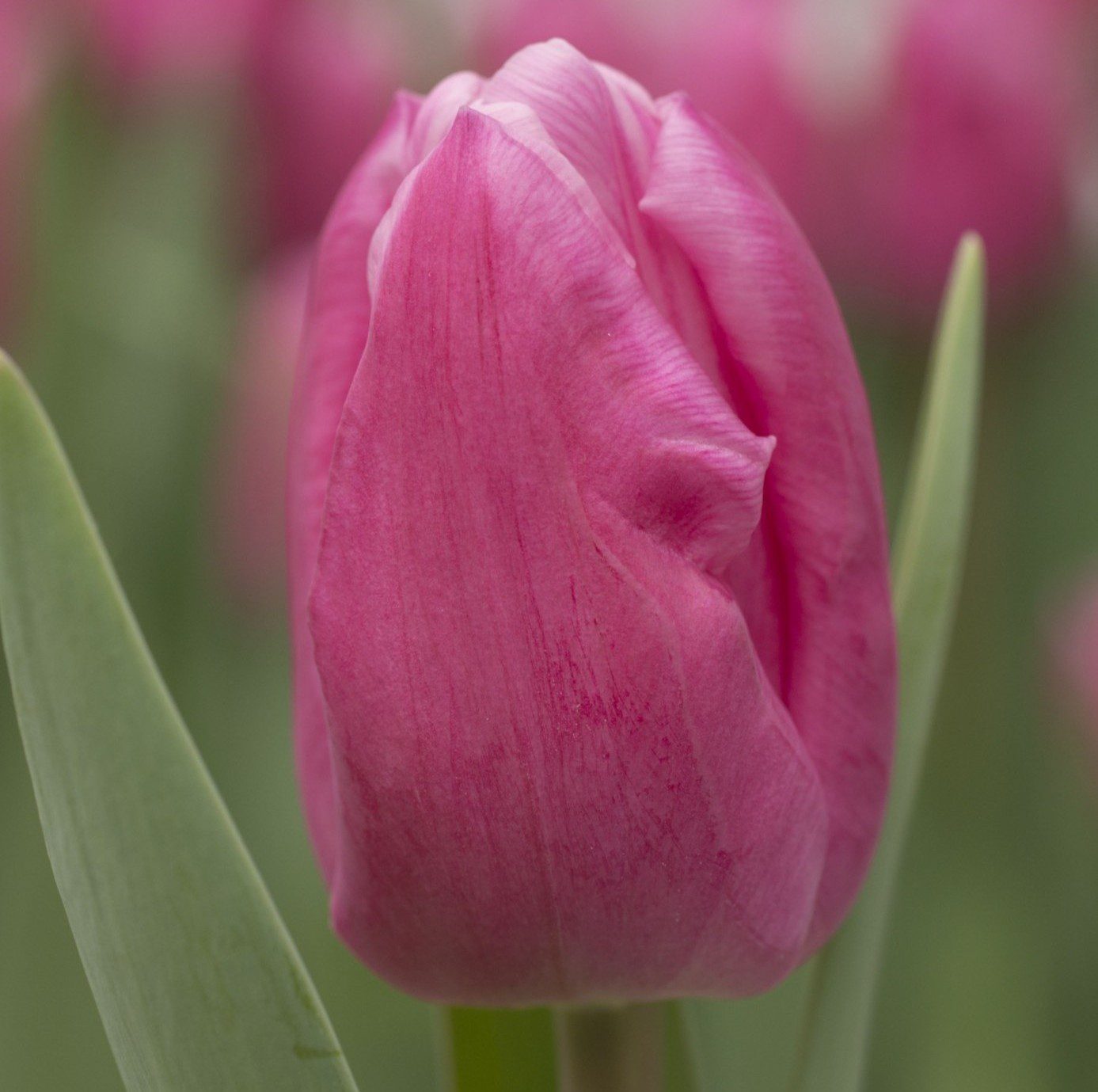 Jumbo Pink®