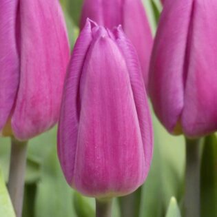 Purple Flag