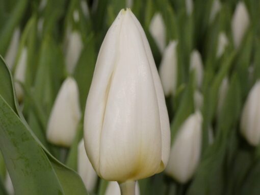 Delta White