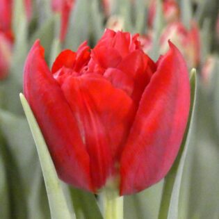 Scarlet Verona