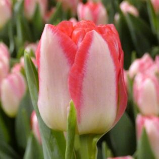 Pink Delight