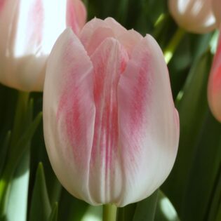 Dutch Pearl