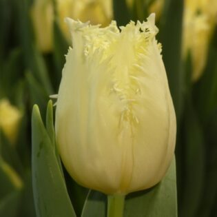 Rebellious Yellow